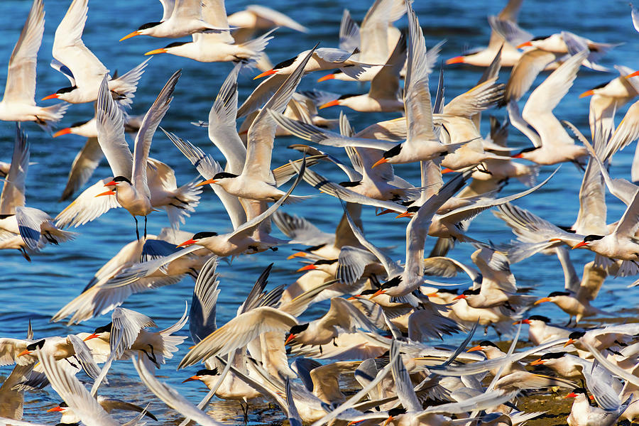 Flock Of Elegant Terns 1 Photograph By Brian Knott Photography Fine