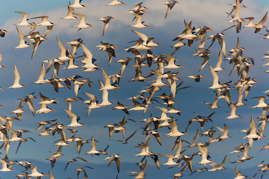 Flock Of Elegant Terns 11 Photograph By Brian Knott Photography Fine