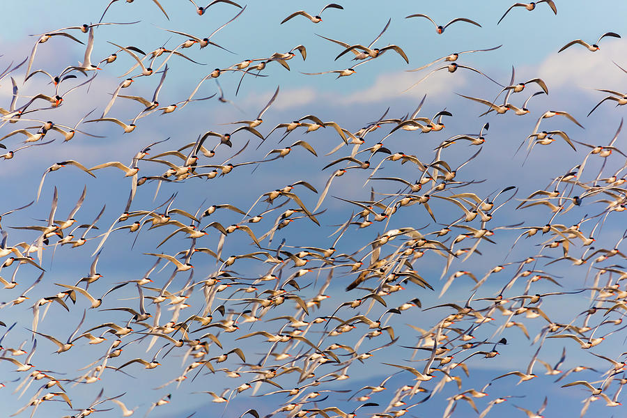 Flock Of Elegant Terns 12 Photograph