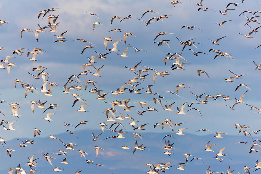 Flock Of Elegant Terns 7 Photograph