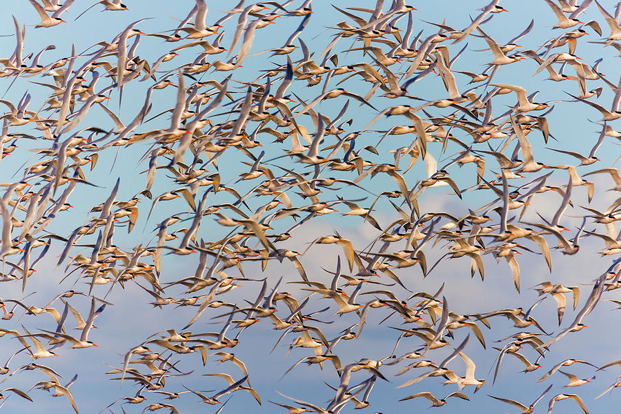 Flock Of Elegant Terns 9 Photograph By Brian Knott Photography Fine