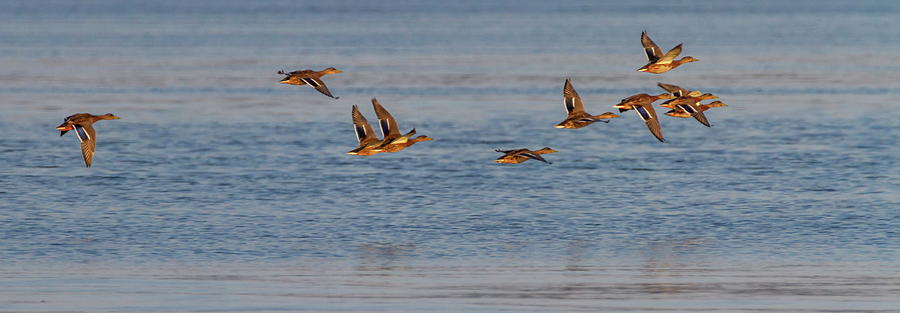 Flock of female mallard ducks flying together Photograph by Elenarts - Elena Duvernay photo