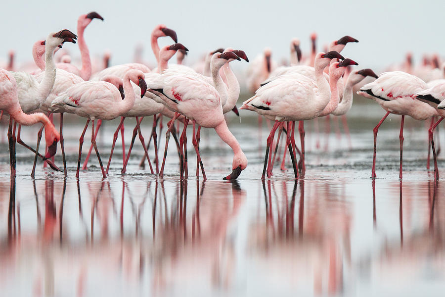 Flock of flamingoes standing in still water on beach Photograph by Jeremy Woodhouse