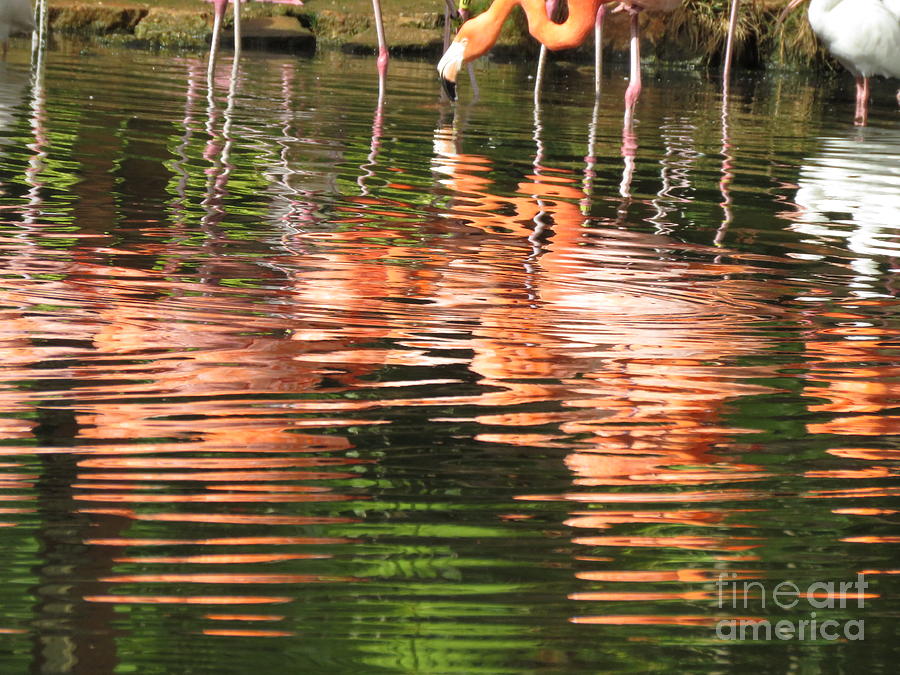 Flock of Reflected Flamingos Photograph by World Reflections By Sharon