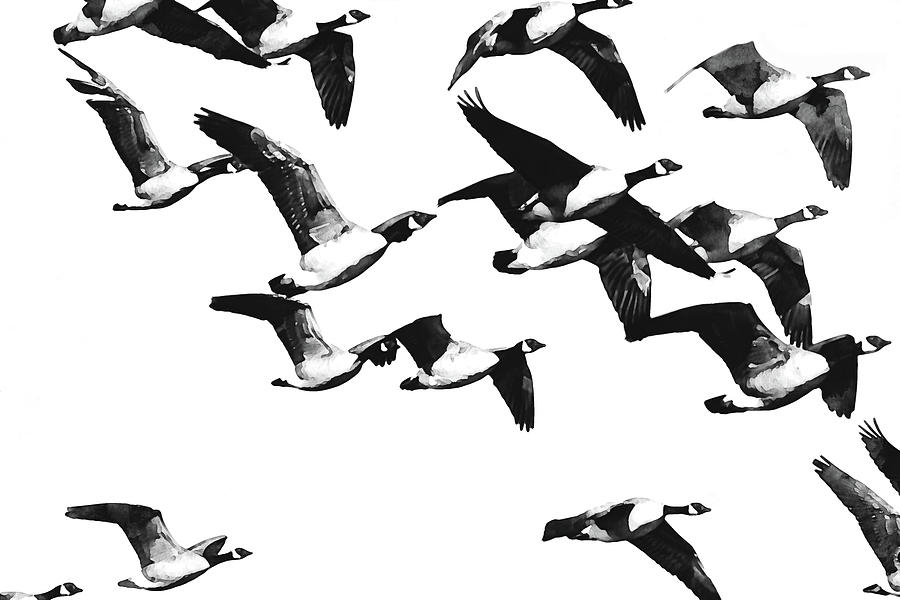 Flock of Geese Black and White Watercolor Photograph by Peggy Collins