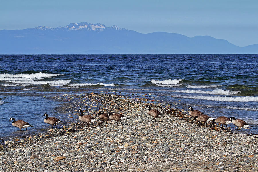 Flock of Geese - Mission Point - Sechelt Photograph by Peggy Collins
