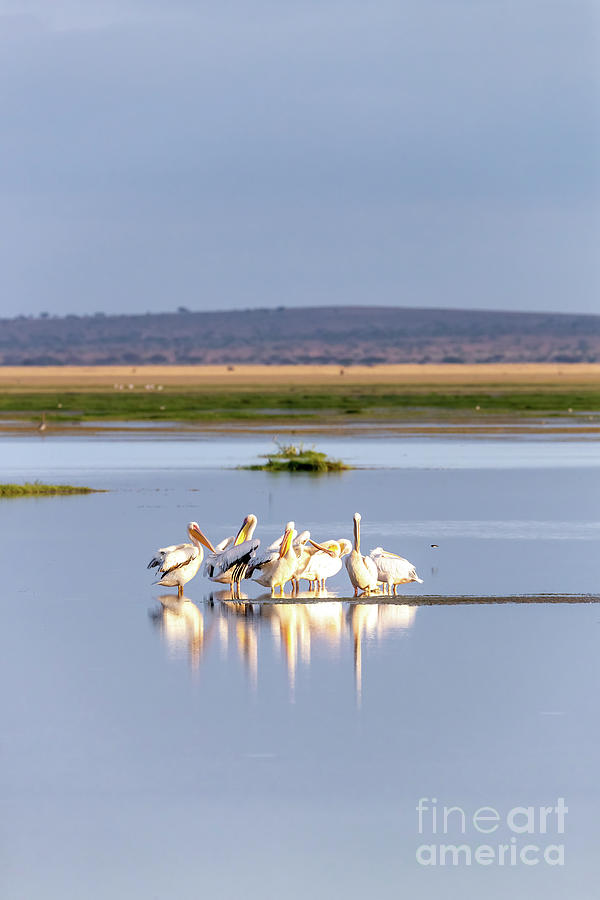 Flock of great white pelicans in the shallows of Lake Amboseli Photograph by Jane Rix