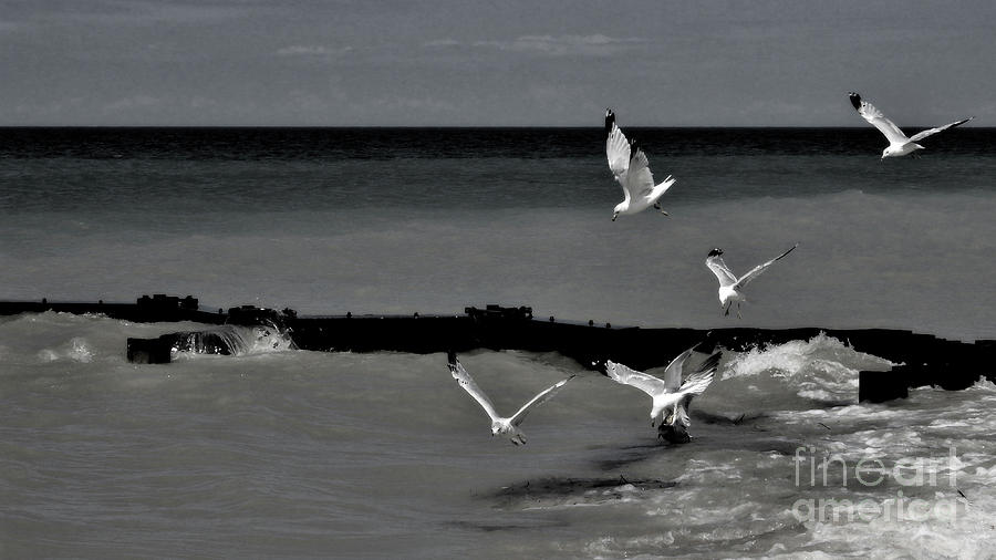Flock Of Gulls Photograph by AnnMarie Parson-McNamara