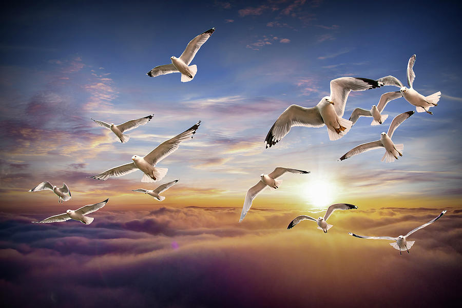 Flock Of Gulls Flying Against A Sunset Sky Photograph