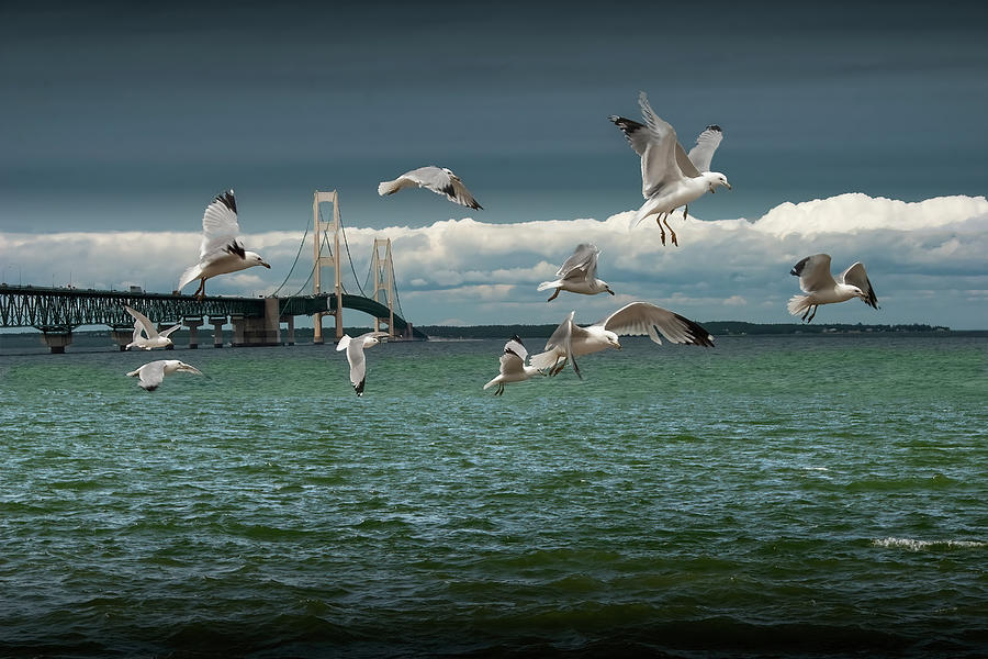 Flock of Gulls Flying by the Mackinac Bridge at the Straits Photograph by Randall Nyhof