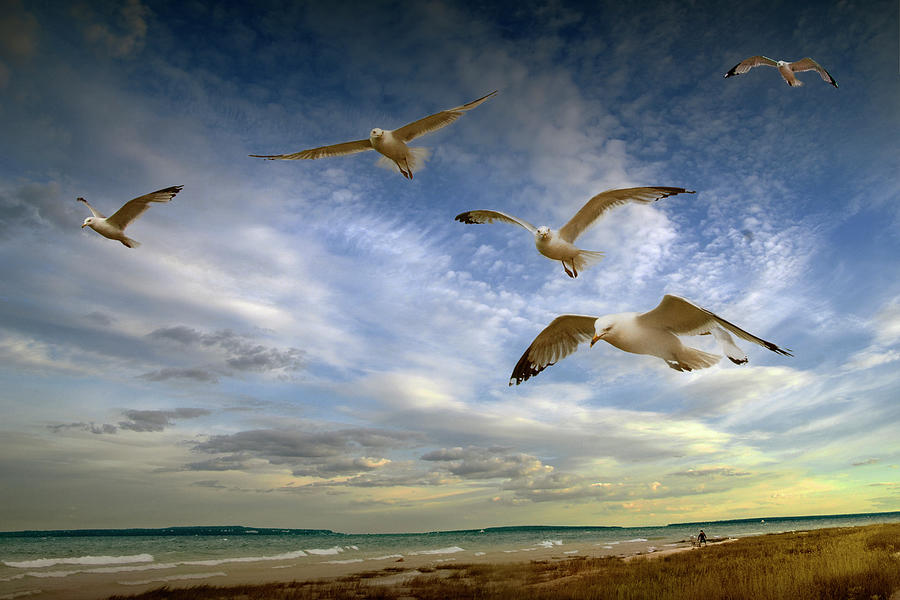 Flock of Gulls Flying over the Beach by Mackinaw City Photograph by Randall Nyhof