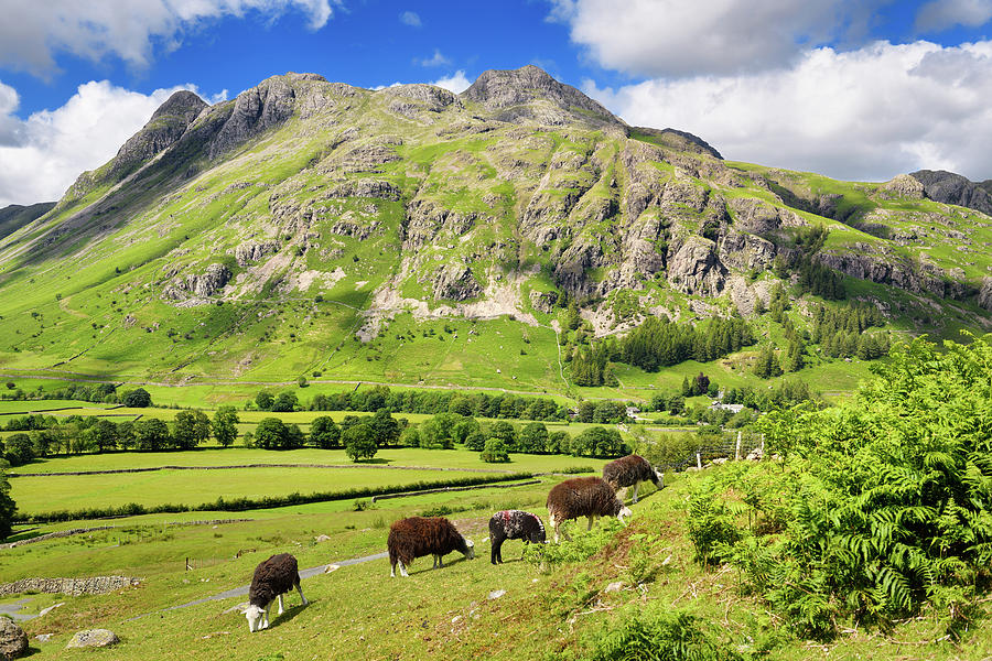 Flock of Herdwick sheep grazing in Great Langdale valley under P Photograph by Reimar Gaertner