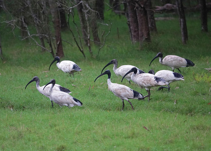 Flock of Ibises roaming the Wetlands Photograph by Maryse Jansen