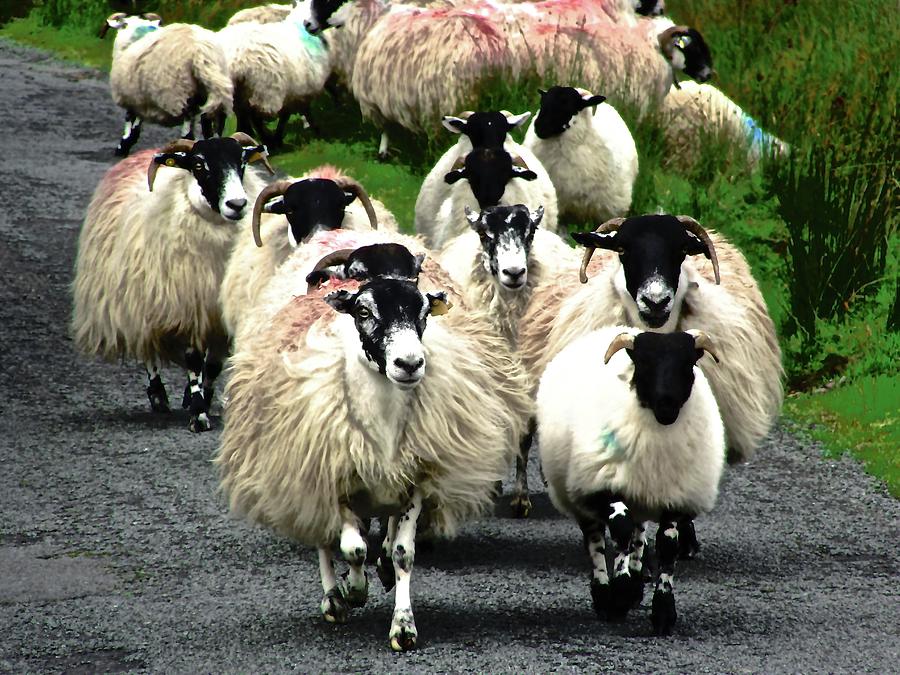 Flock of Irish Sheep Photograph by Stephanie Moore | Pixels