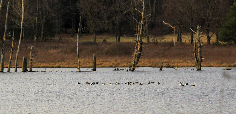 Flock of Longtail ducks Photograph by David Kipp