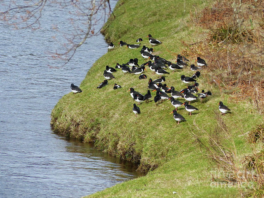 A flock of Oystercatchers - Springtime by the River Spey Photograph by Phil Banks