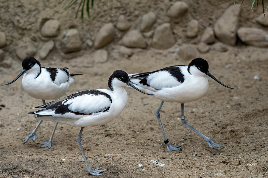 Flock Of Pied Avocets Black And White Wader Bird Photograph By Lubos