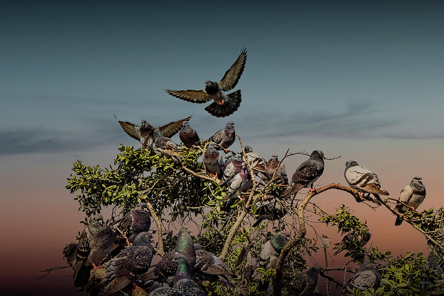 Flock of Pigeons and Roost Photograph by Randall Nyhof