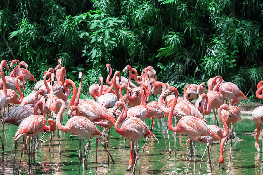 Flock of Pink Caribbean flamingos in water Photograph by Bill Roque ...