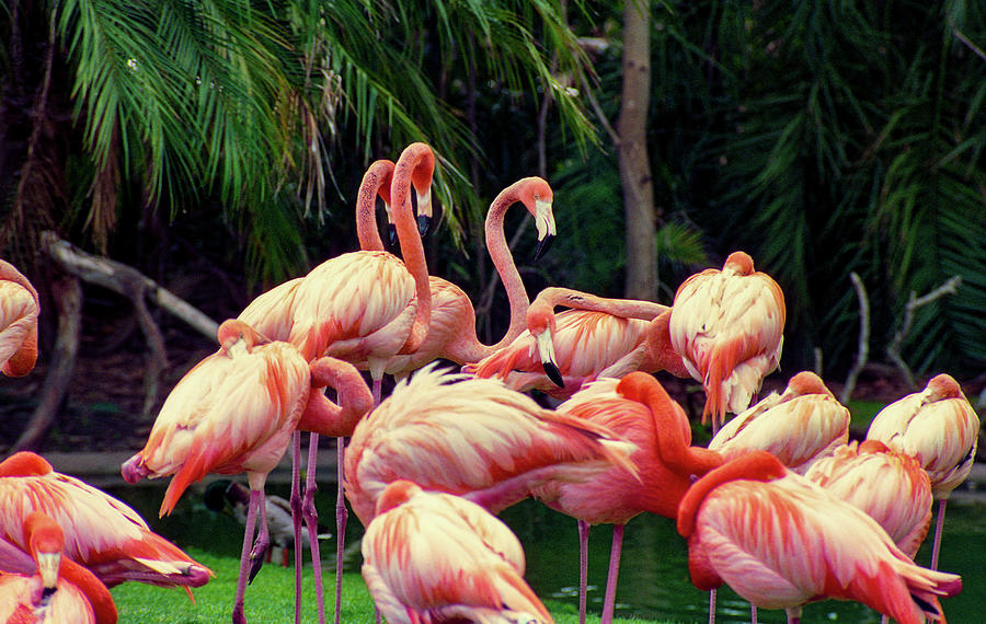 Flock of Pink Flamingos Photograph by Robert Estes - Fine Art America