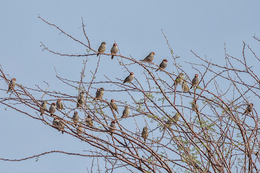 Flock of Red Headed Finches Sitting in a Tree Photograph by Belinda Greb
