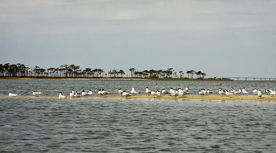Flock of Royal Terns Photograph by Sally Weigand