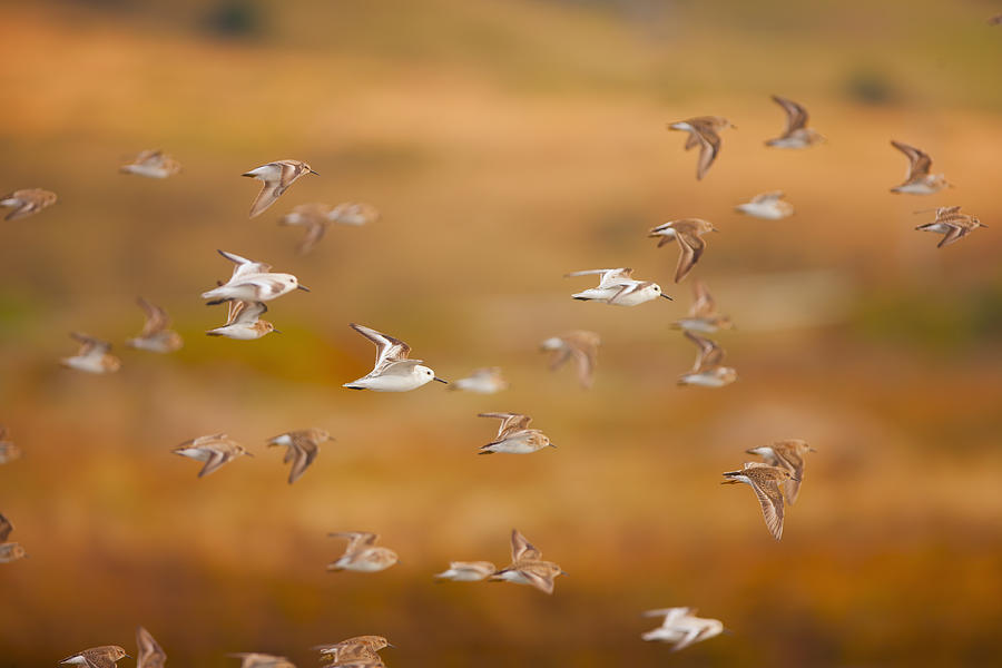 Flock of sanderlings flying through the air Photograph by Eric Raptosh Photography