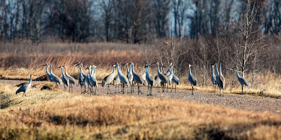 Flock of Sandhill Cranes Photograph by Al  Mueller