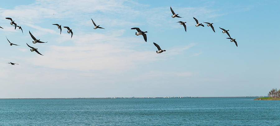 Flock of Seagulls Photograph by John Quinn