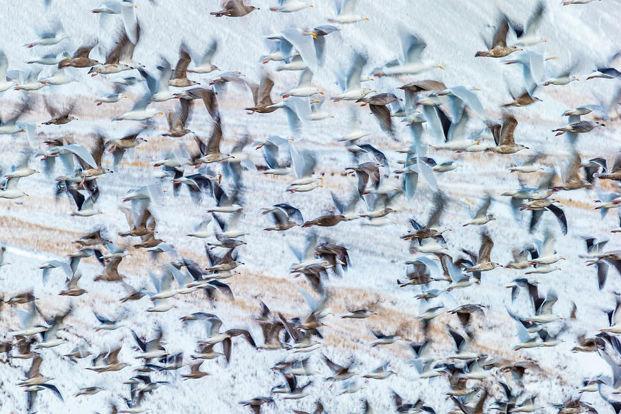 Flock of Seagulls, Winter time, Kolgrafarfjordur, Snaefellsnes Peninsula, Iceland Photograph by Panoramic Images