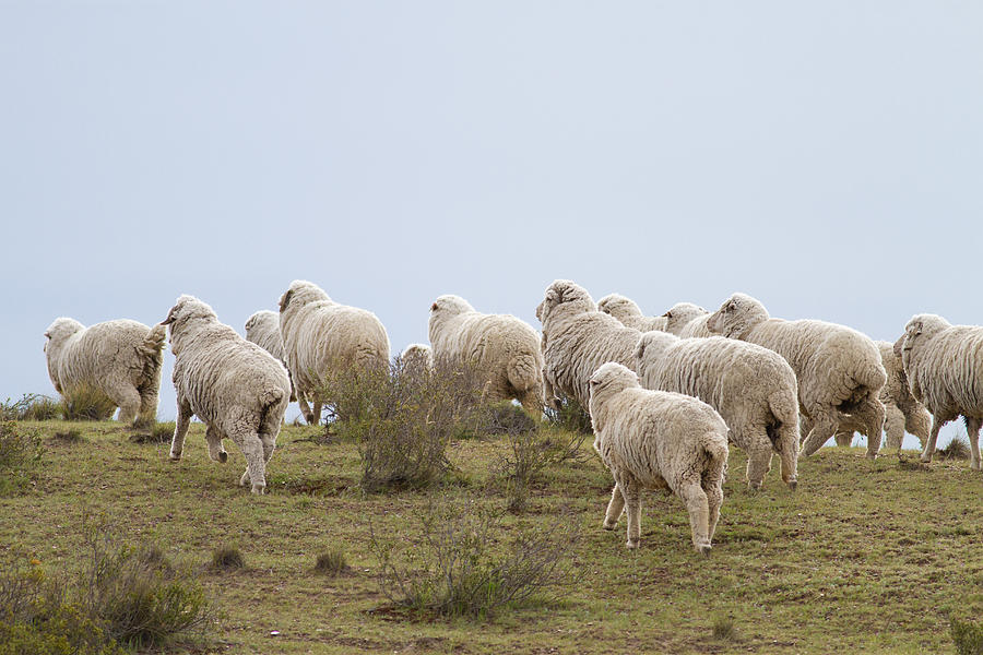 Flock of sheep on pasture, Comodoro Rivadavia, Argentina Photograph by Pablo Dolsan