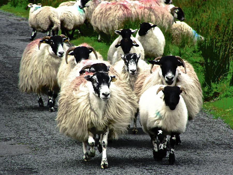 Flock of Sheep Photograph by Stephanie Moore