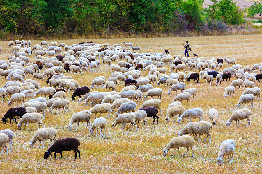 Flock Of Sheeps In A Wheat Field. Basque Country, Spain 02 Photograph