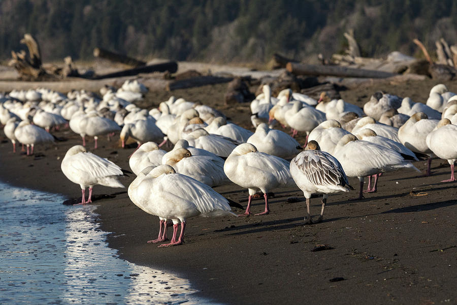 Flock of Snow Geese at Iona Beach Photograph by Michael Russell