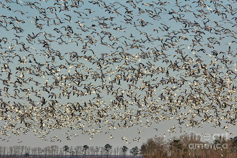 Geese Photograph - Flock of Snow Geese by Michelle Tinger