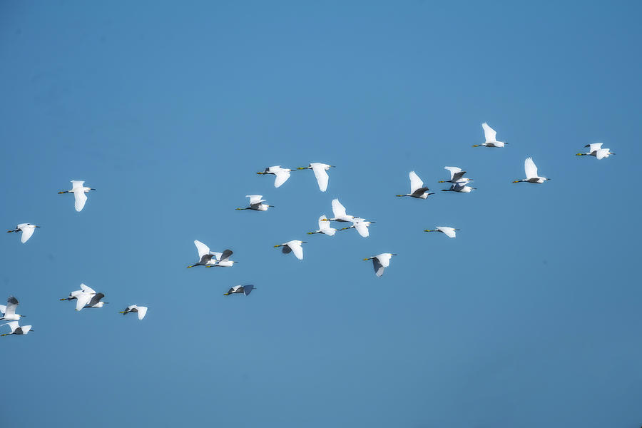 Flock of snowy egrets flying Photograph by Dan Friend
