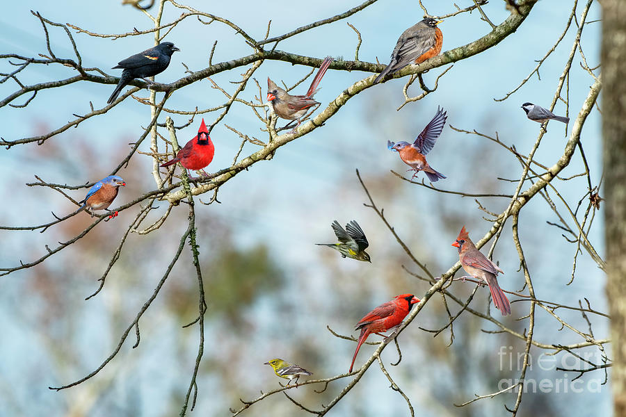 Flock of Songbirds in Winter Photograph by Bonnie Barry