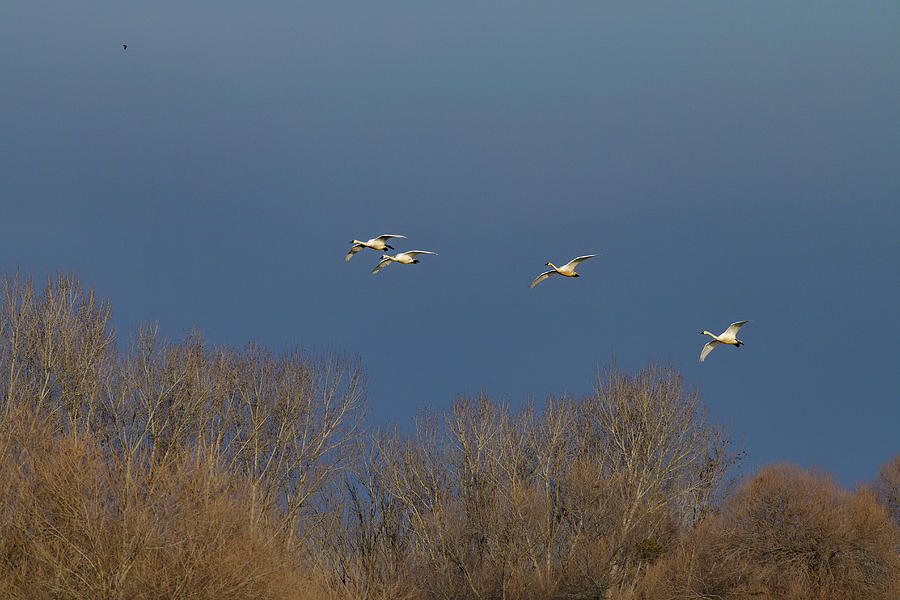 Flock of Tundra Swans Flying over San Luis NWR Photograph by Amazing Action Photo Video