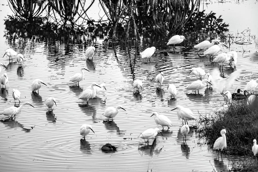 Flock of wading birds feeding in Florida Everglades  BW Photograph by Dan Friend