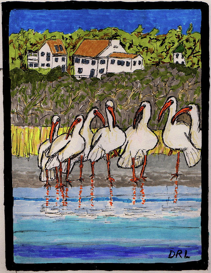 Flock of White Ibises Drawing by Danny Lowe