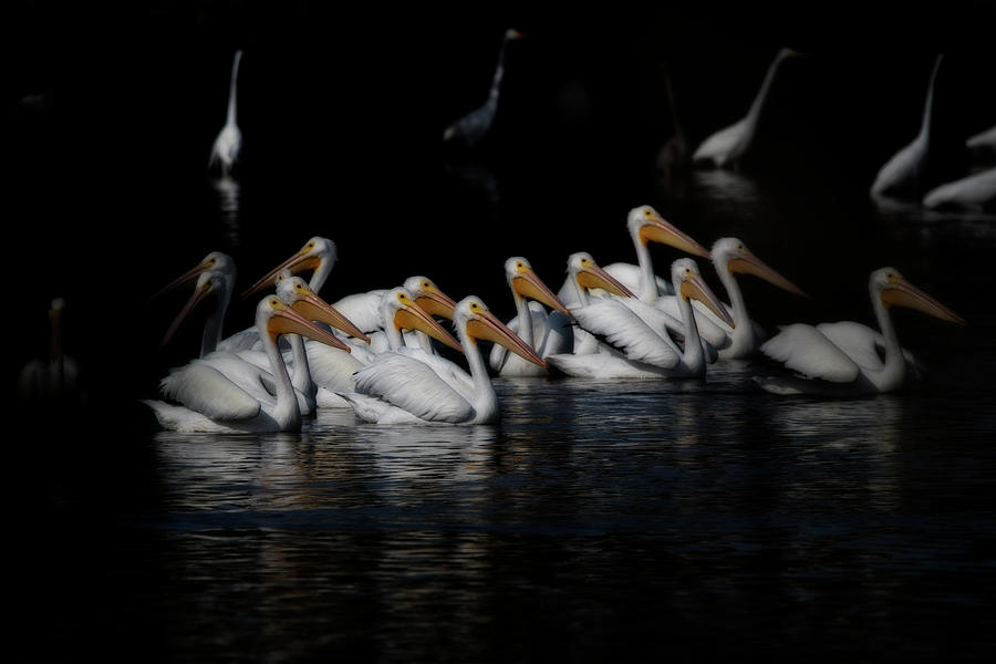 Flock white pelicans in the marsh Photograph by Dan Friend