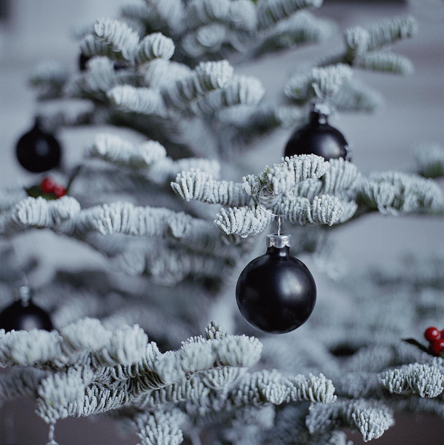 Flocked Christmas tree with black ball decorations Photograph by Angela Wyant