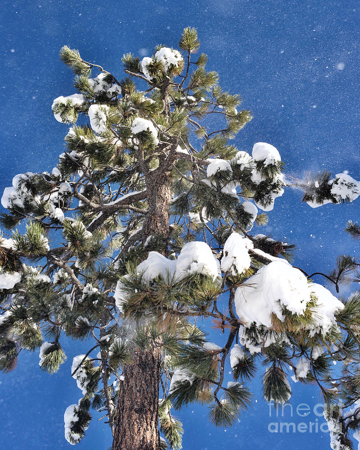 Winter Photograph - Flocked Tree by Melissa OGara