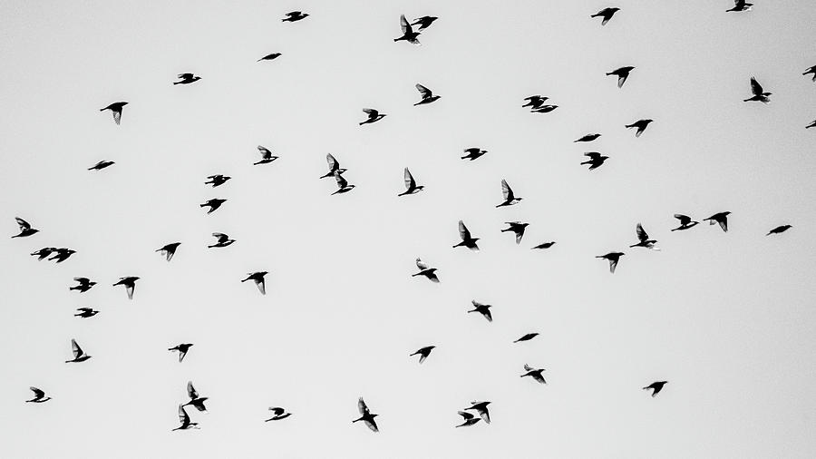 Flocking Photograph By Matt Skuta - Fine Art America