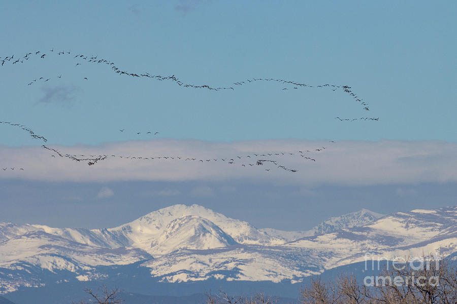 Flocks Of Geese Over The Rockies Photograph