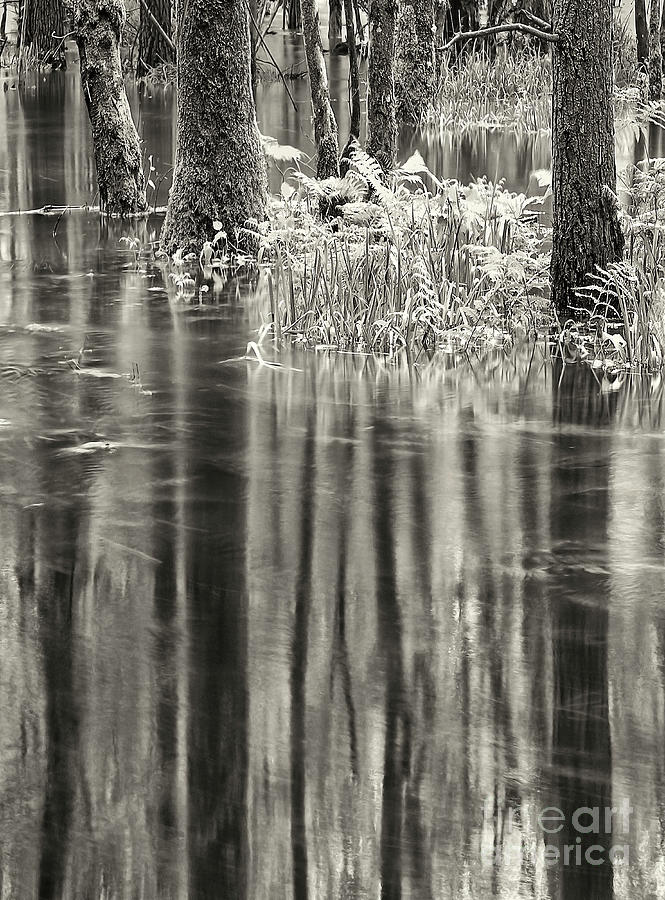 Sepia Flooded forest REFLECTIONS evocative lake district uk stunning BESTSELLER Photograph by Tatiana Bogracheva