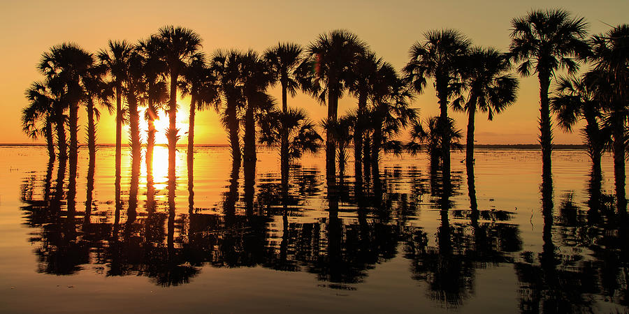 Flooded Lake Sunrise Panorama Photograph by Stefan Mazzola