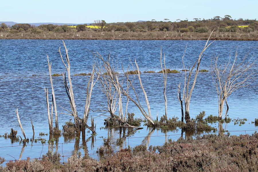 Flooded Trees Photograph