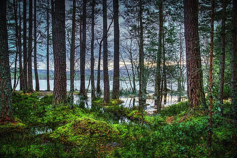 Flooding Into The Forest Photograph By Robert Murray Fine Art America   Flooding Into The Forest Robert Murray 