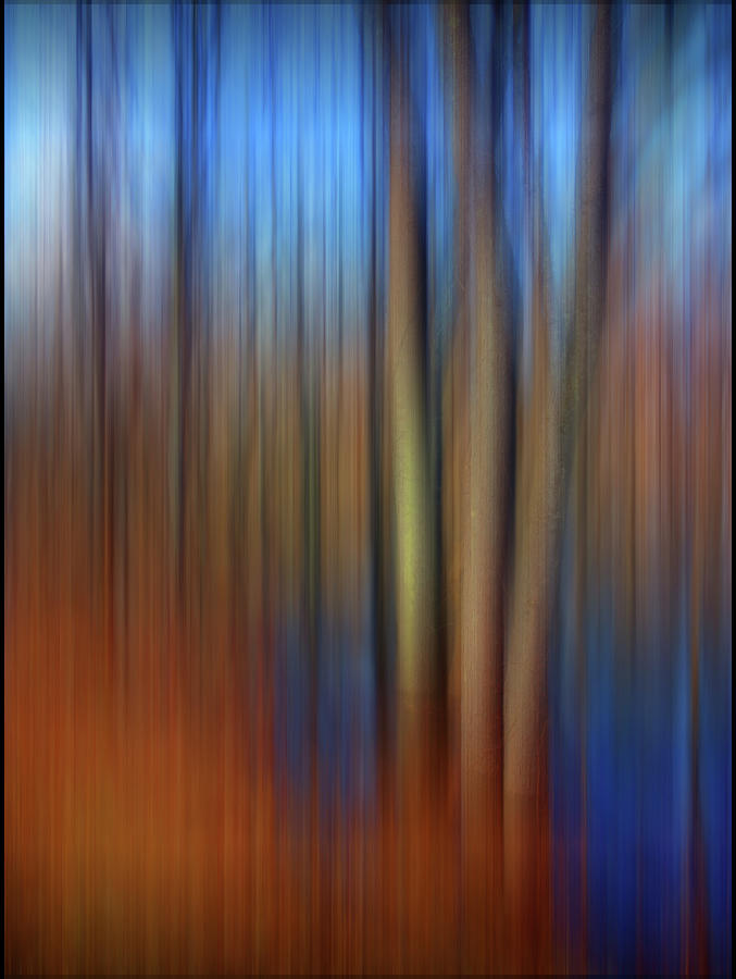 Floodplain Forest Abstract Photograph by Wayne King
